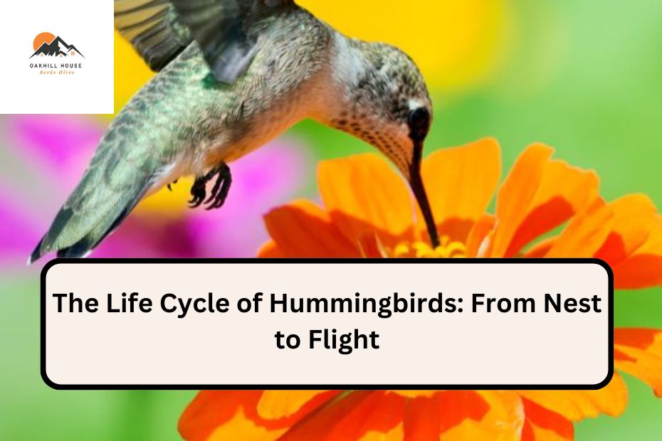 The Life Cycle of Hummingbirds: From Nest to Flight