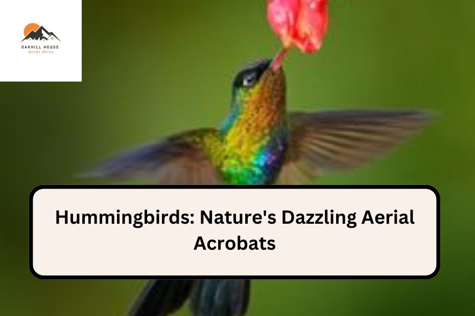 Hummingbirds: Nature's Dazzling Aerial Acrobats