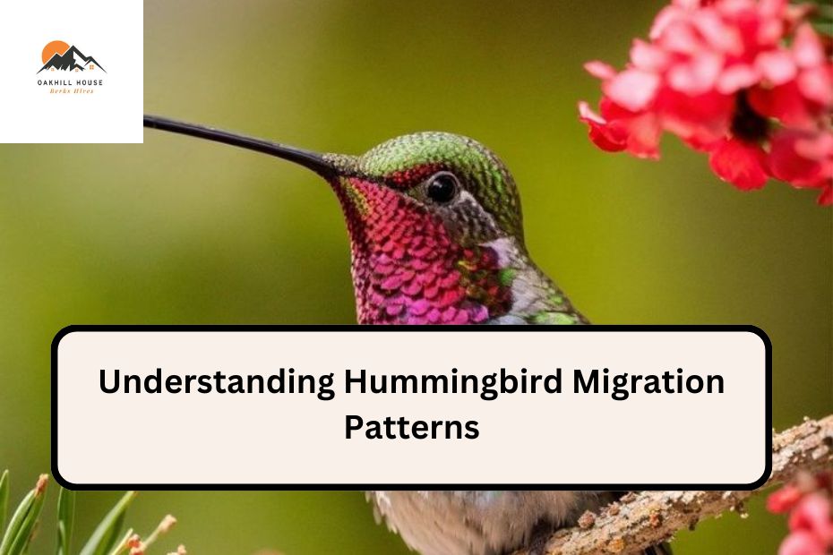 Understanding Hummingbird Migration Patterns