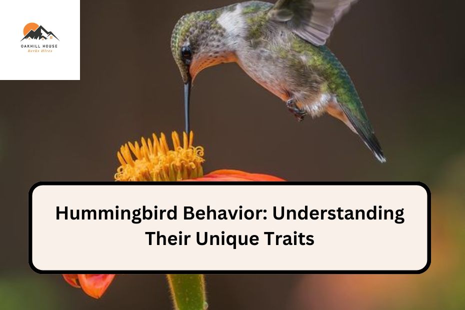 Hummingbird Behavior: Understanding Their Unique Traits